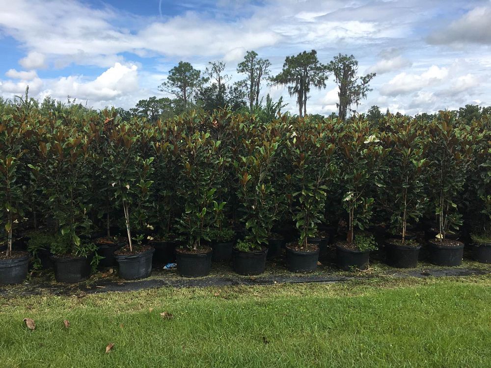 magnolia-grandiflora-bracken-s-brown-beauty-southern-magnolia
