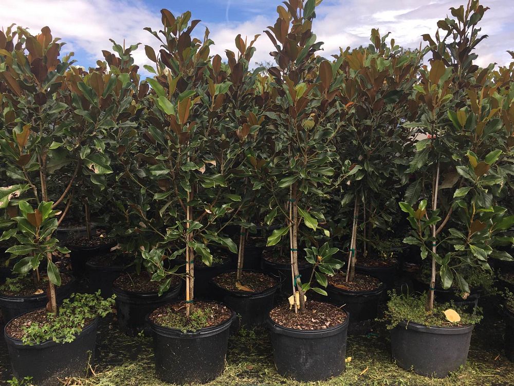 magnolia-grandiflora-bracken-s-brown-beauty-southern-magnolia