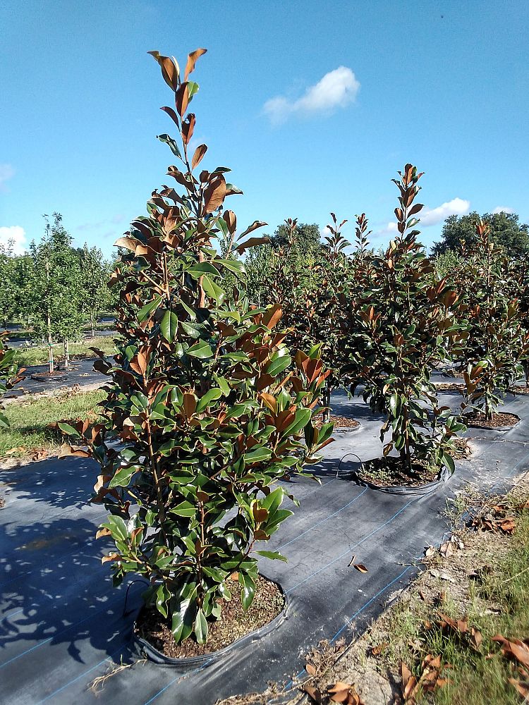 magnolia-grandiflora-bracken-s-brown-beauty-southern-magnolia