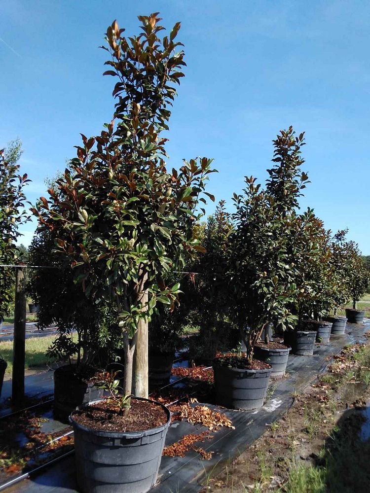 magnolia-grandiflora-bracken-s-brown-beauty-southern-magnolia