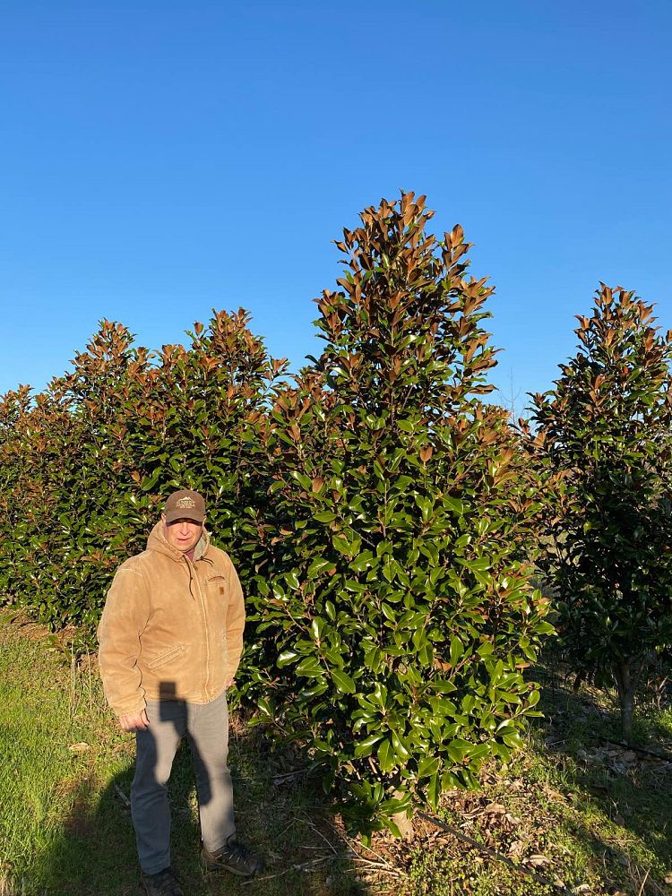 magnolia-grandiflora-bracken-s-brown-beauty-southern-magnolia