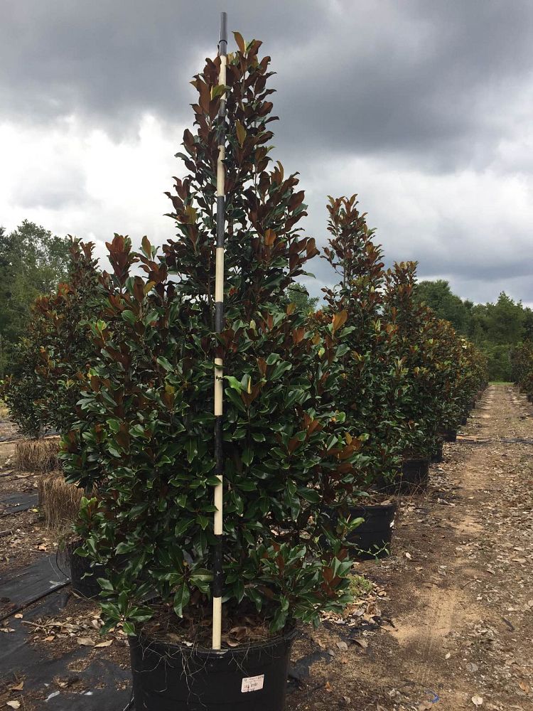 magnolia-grandiflora-bracken-s-brown-beauty-southern-magnolia