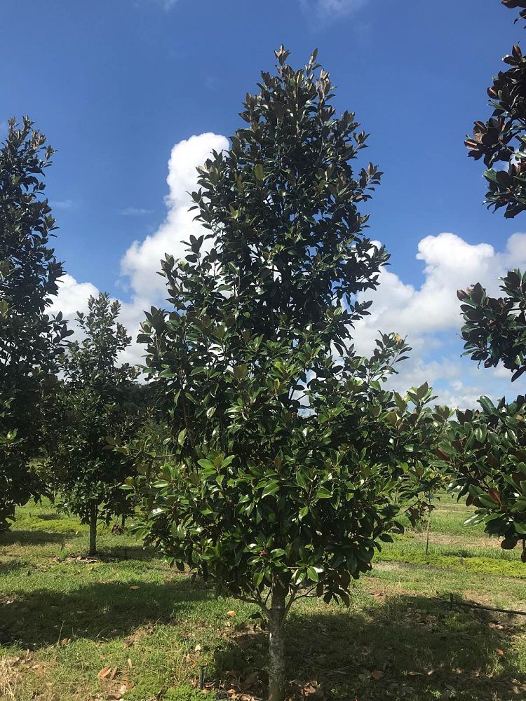 magnolia-grandiflora-bracken-s-brown-beauty-southern-magnolia