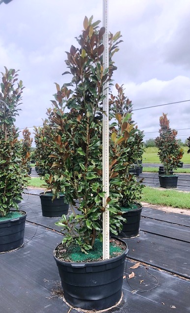 magnolia-grandiflora-bracken-s-brown-beauty-southern-magnolia