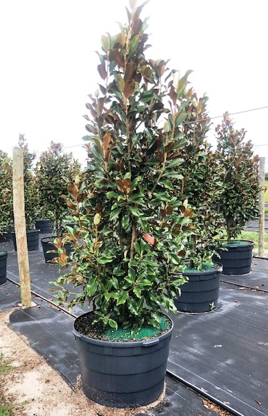 magnolia-grandiflora-bracken-s-brown-beauty-southern-magnolia
