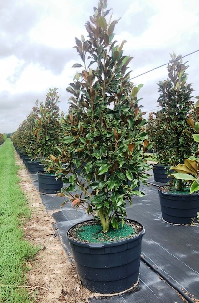 magnolia-grandiflora-bracken-s-brown-beauty-southern-magnolia