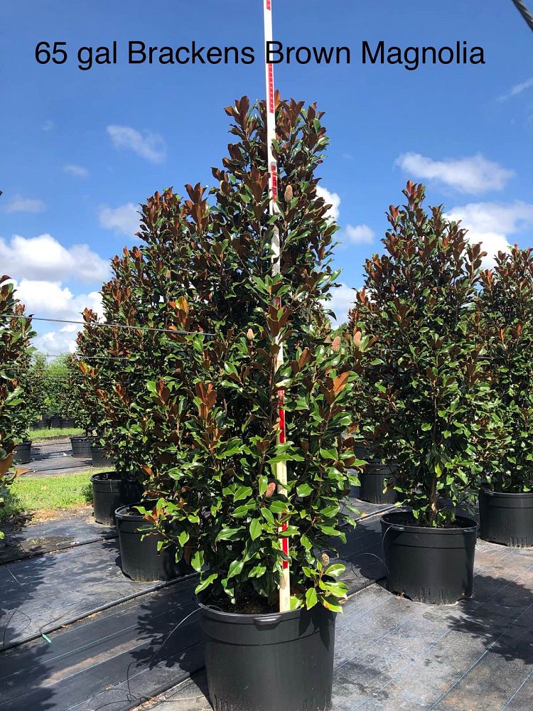 magnolia-grandiflora-bracken-s-brown-beauty-southern-magnolia