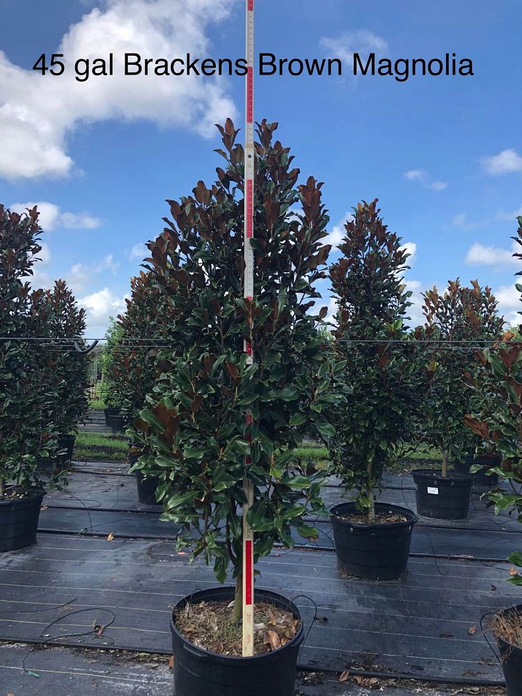 magnolia-grandiflora-bracken-s-brown-beauty-southern-magnolia