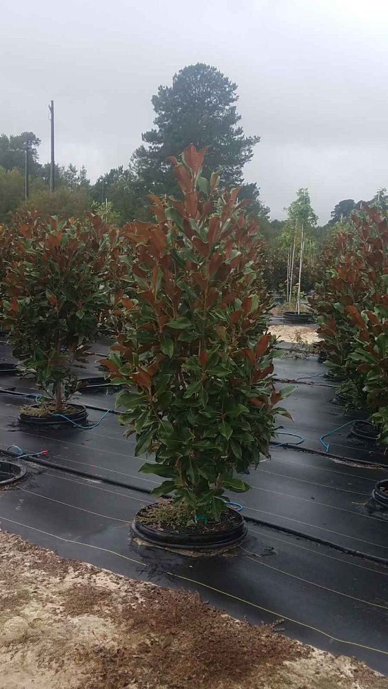 magnolia-grandiflora-bracken-s-brown-beauty-southern-magnolia
