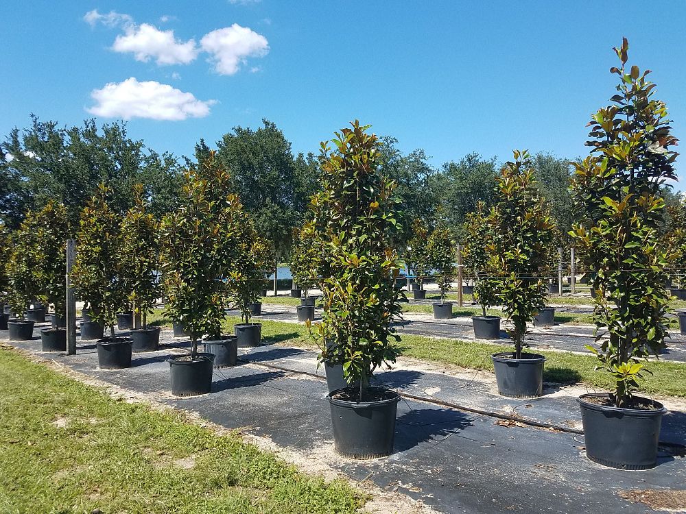magnolia-grandiflora-bracken-s-brown-beauty-southern-magnolia