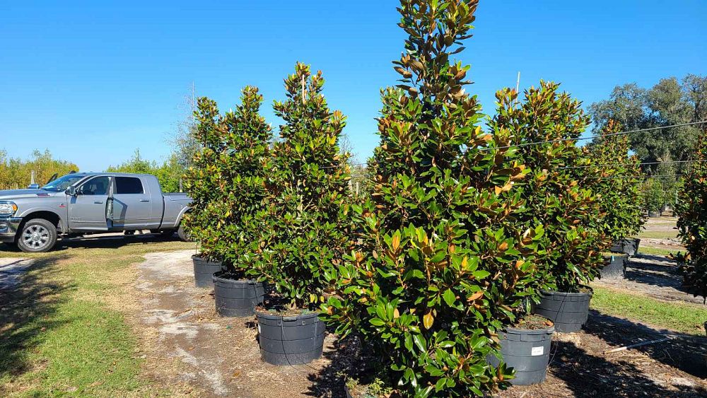magnolia-grandiflora-bracken-s-brown-beauty-southern-magnolia