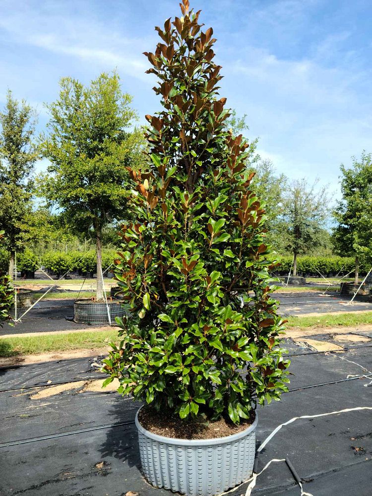 magnolia-grandiflora-bracken-s-brown-beauty-southern-magnolia