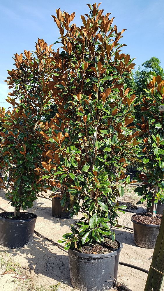 magnolia-grandiflora-bracken-s-brown-beauty-southern-magnolia