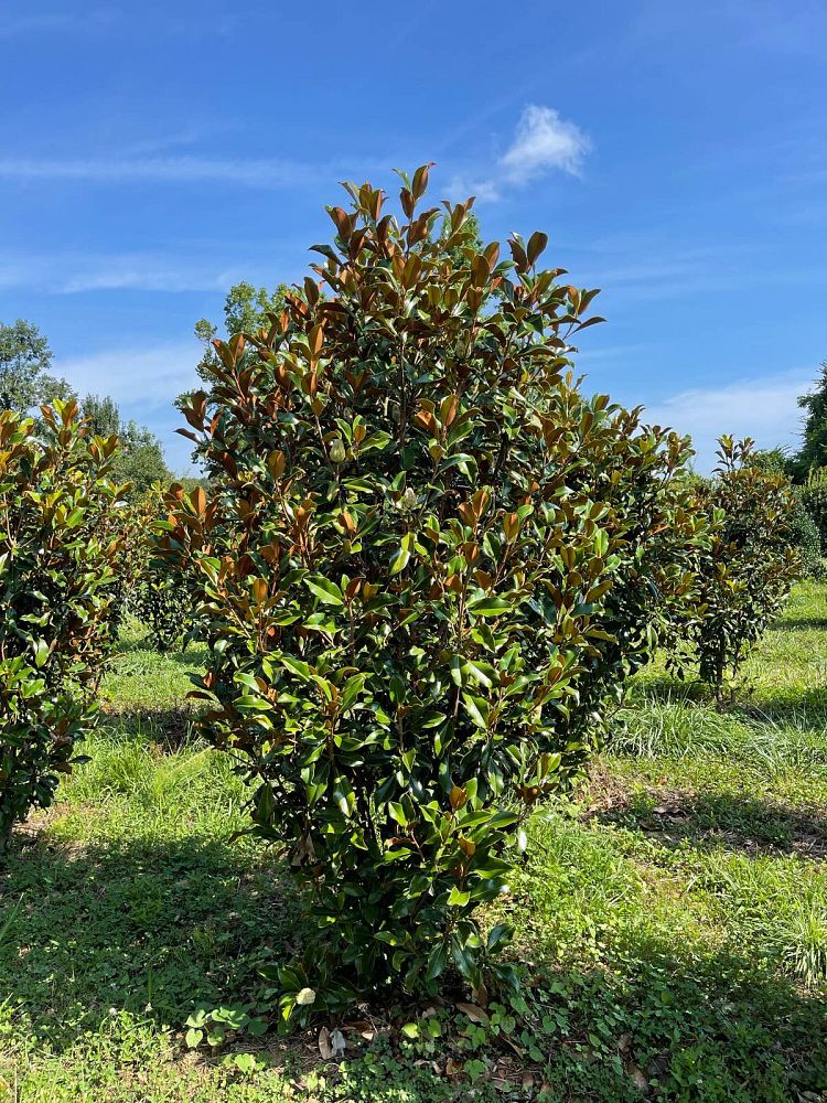 magnolia-grandiflora-bracken-s-brown-beauty-southern-magnolia