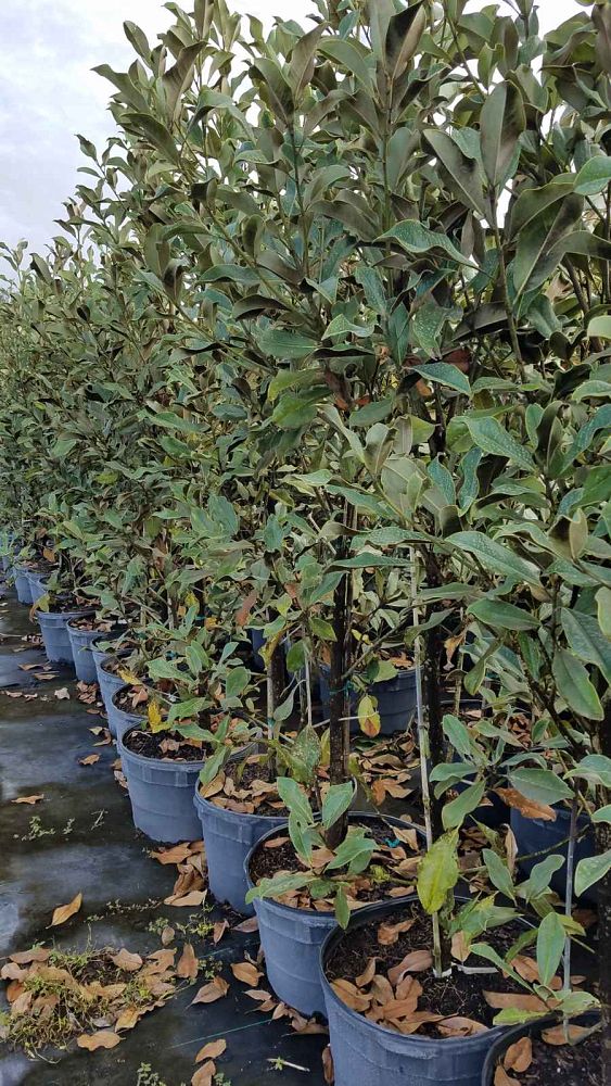magnolia-grandiflora-bracken-s-brown-beauty-southern-magnolia