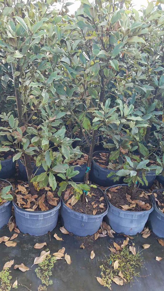 magnolia-grandiflora-bracken-s-brown-beauty-southern-magnolia