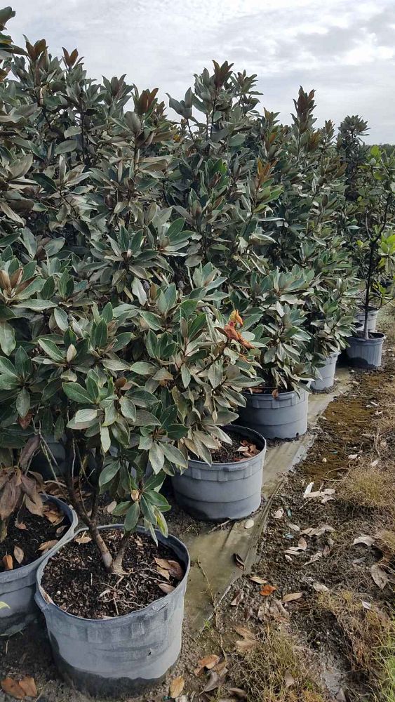 magnolia-grandiflora-bracken-s-brown-beauty-southern-magnolia