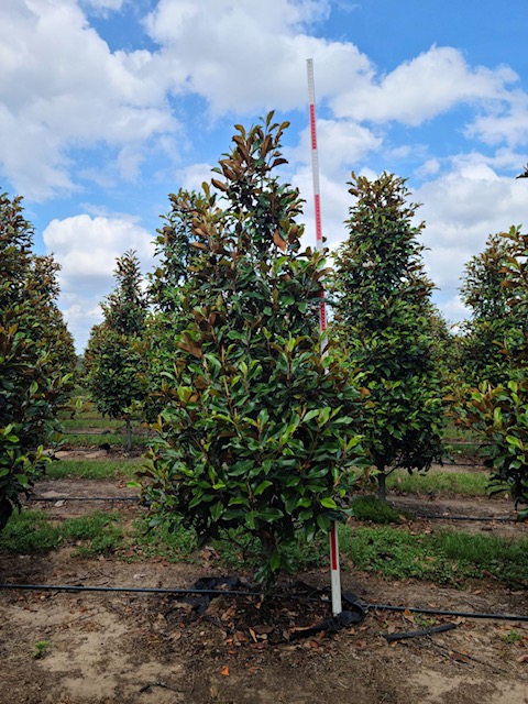 magnolia-grandiflora-bracken-s-brown-beauty-southern-magnolia