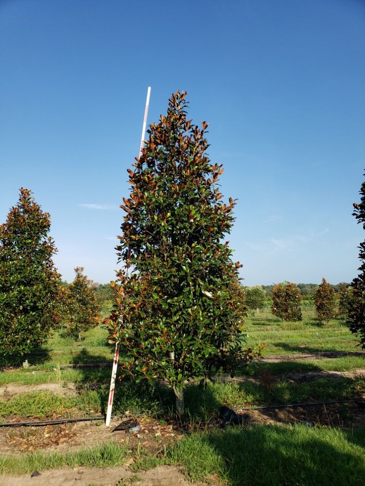 magnolia-grandiflora-bracken-s-brown-beauty-southern-magnolia