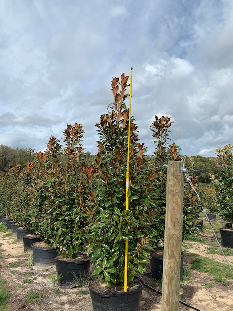 magnolia-grandiflora-bracken-s-brown-beauty-southern-magnolia