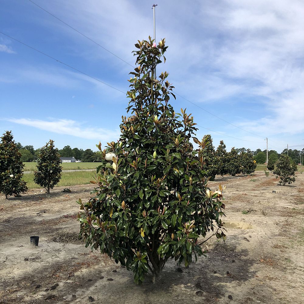 magnolia-grandiflora-bracken-s-brown-beauty-southern-magnolia