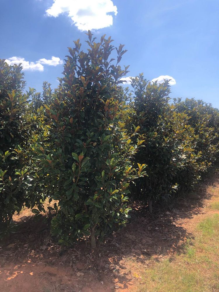 magnolia-grandiflora-bracken-s-brown-beauty-southern-magnolia