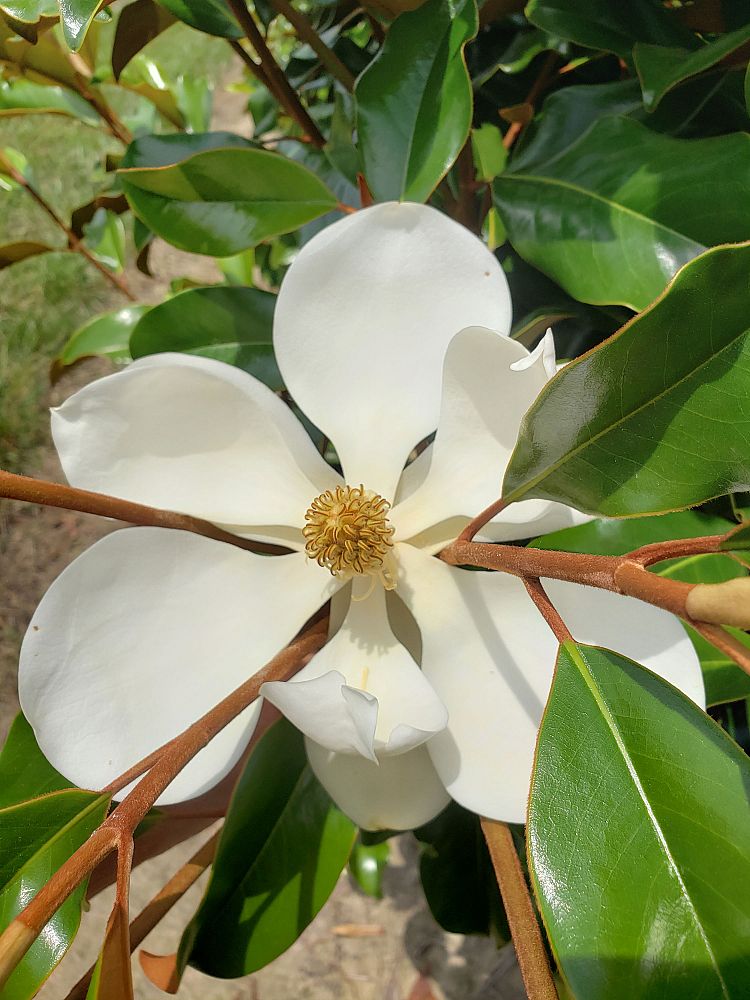 magnolia-grandiflora-bracken-s-brown-beauty-southern-magnolia