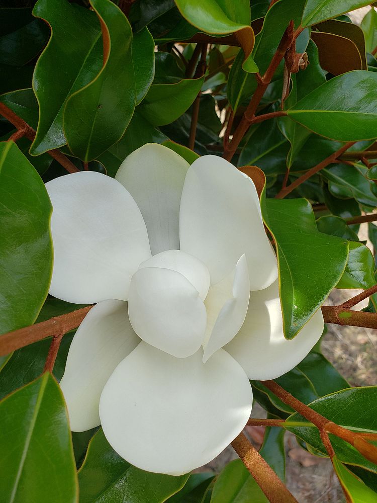 magnolia-grandiflora-bracken-s-brown-beauty-southern-magnolia