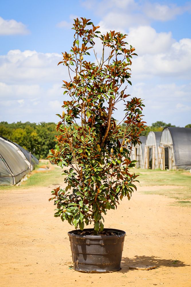 magnolia-grandiflora-bracken-s-brown-beauty-southern-magnolia