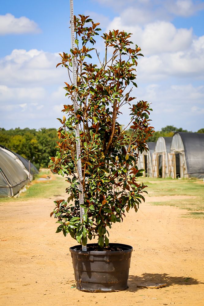 magnolia-grandiflora-bracken-s-brown-beauty-southern-magnolia