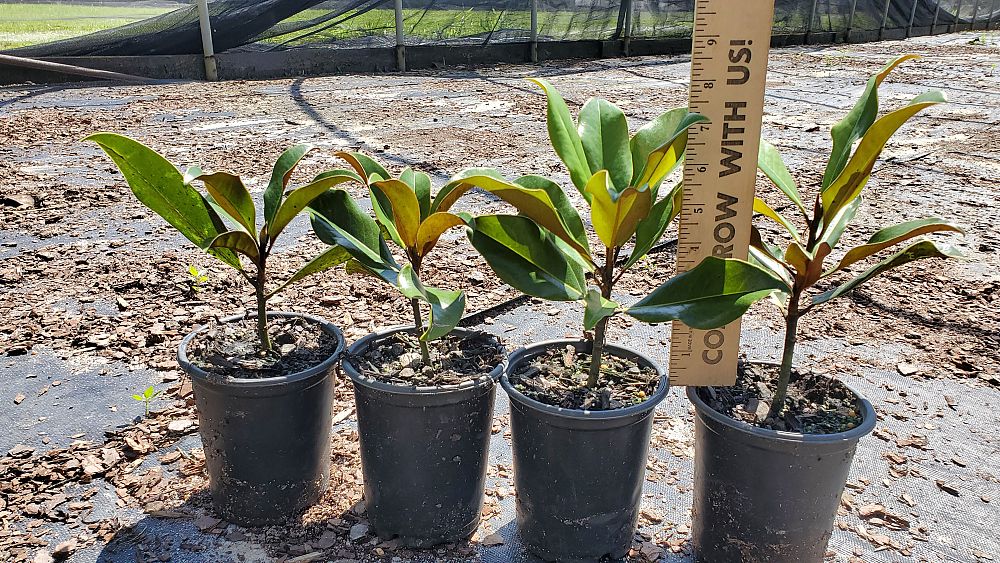 magnolia-grandiflora-bracken-s-brown-beauty-southern-magnolia