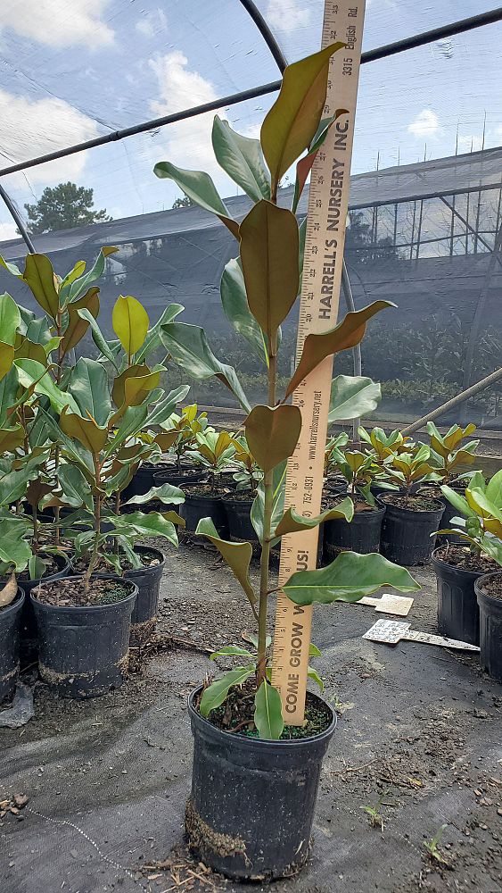 magnolia-grandiflora-bracken-s-brown-beauty-southern-magnolia