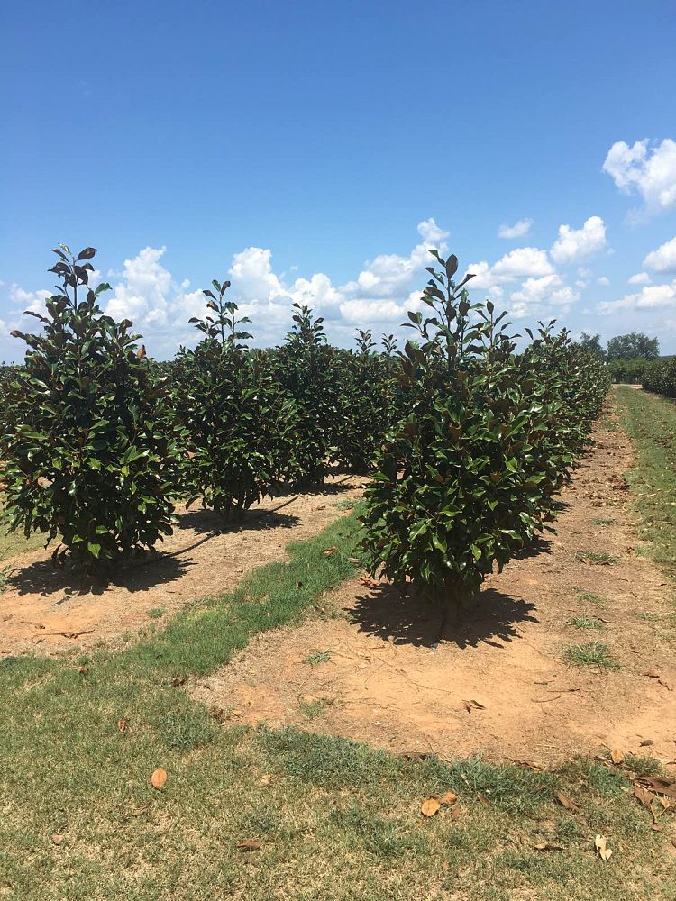 magnolia-grandiflora-bracken-s-brown-beauty-southern-magnolia