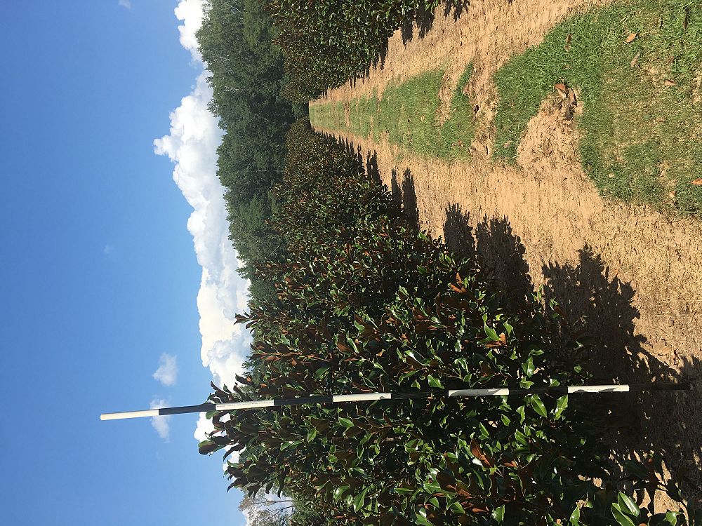 magnolia-grandiflora-bracken-s-brown-beauty-southern-magnolia