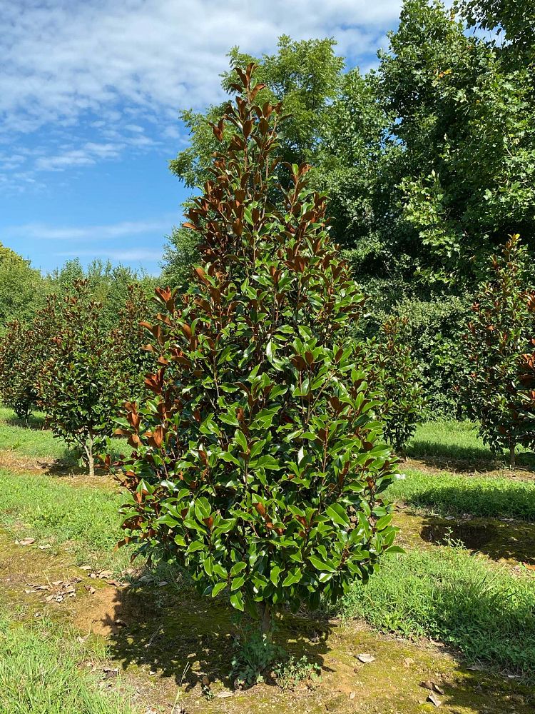 magnolia-grandiflora-bracken-s-brown-beauty-southern-magnolia