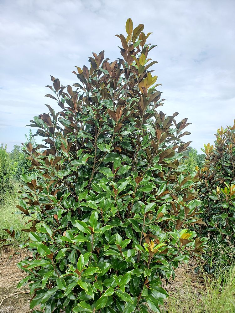 magnolia-grandiflora-bracken-s-brown-beauty-southern-magnolia