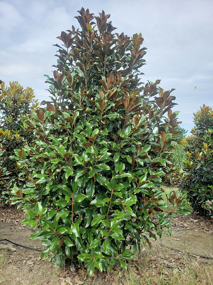 magnolia-grandiflora-bracken-s-brown-beauty-southern-magnolia
