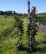 magnolia-grandiflora-bracken-s-brown-beauty-southern-magnolia