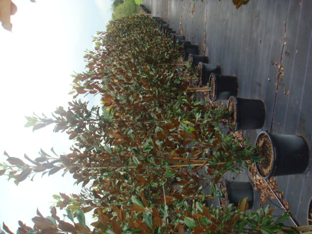magnolia-grandiflora-bracken-s-brown-beauty-southern-magnolia