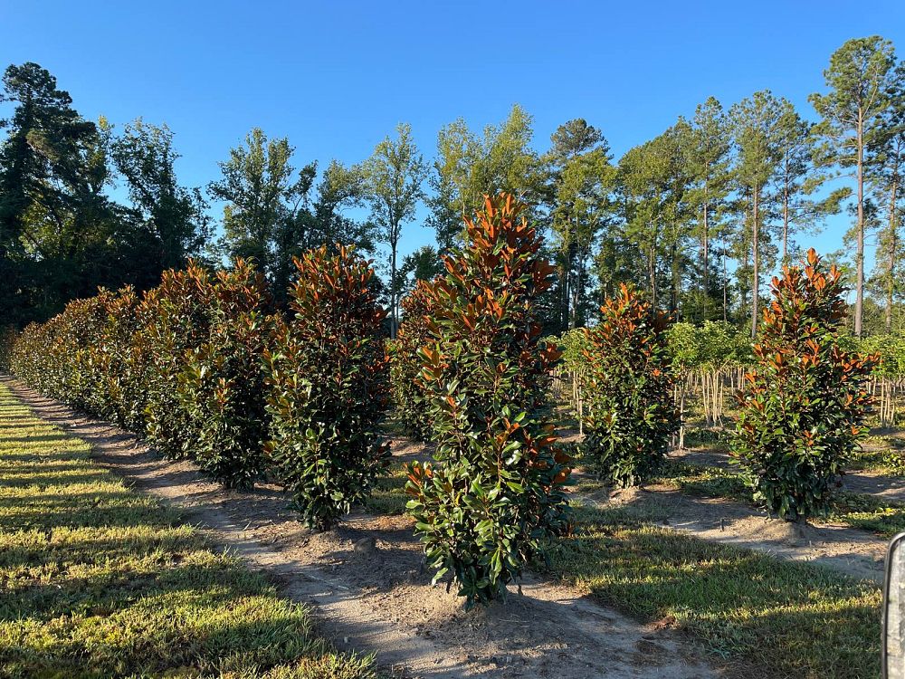 magnolia-grandiflora-bracken-s-brown-beauty-southern-magnolia