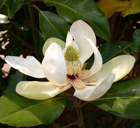 magnolia-grandiflora-bracken-s-brown-beauty-southern-magnolia