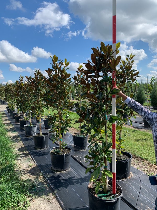 magnolia-grandiflora-bracken-s-brown-beauty-southern-magnolia
