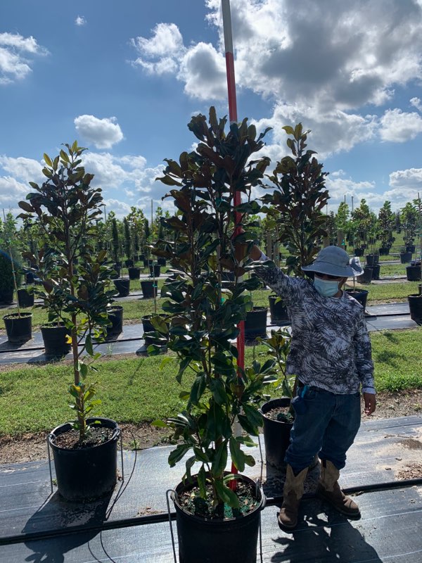 magnolia-grandiflora-bracken-s-brown-beauty-southern-magnolia