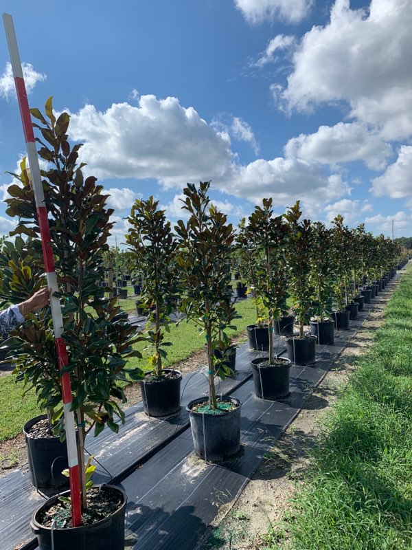 magnolia-grandiflora-bracken-s-brown-beauty-southern-magnolia