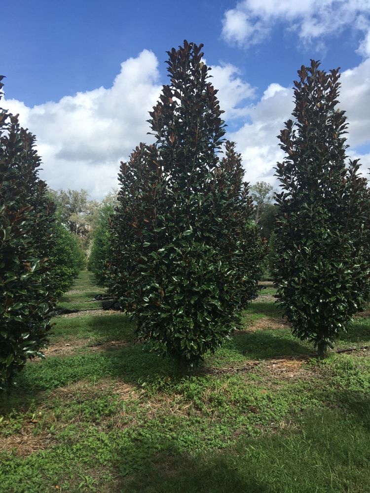 magnolia-grandiflora-bracken-s-brown-beauty-southern-magnolia