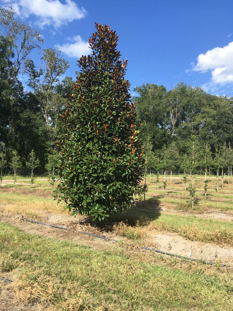 magnolia-grandiflora-bracken-s-brown-beauty-southern-magnolia