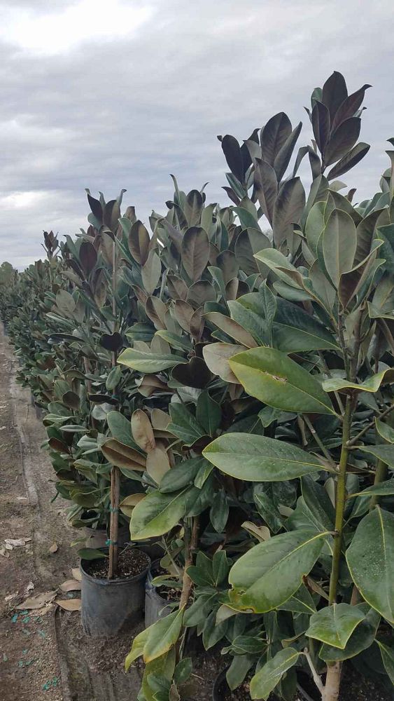 magnolia-grandiflora-bracken-s-brown-beauty-southern-magnolia
