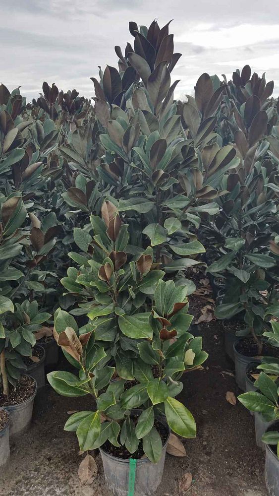 magnolia-grandiflora-bracken-s-brown-beauty-southern-magnolia