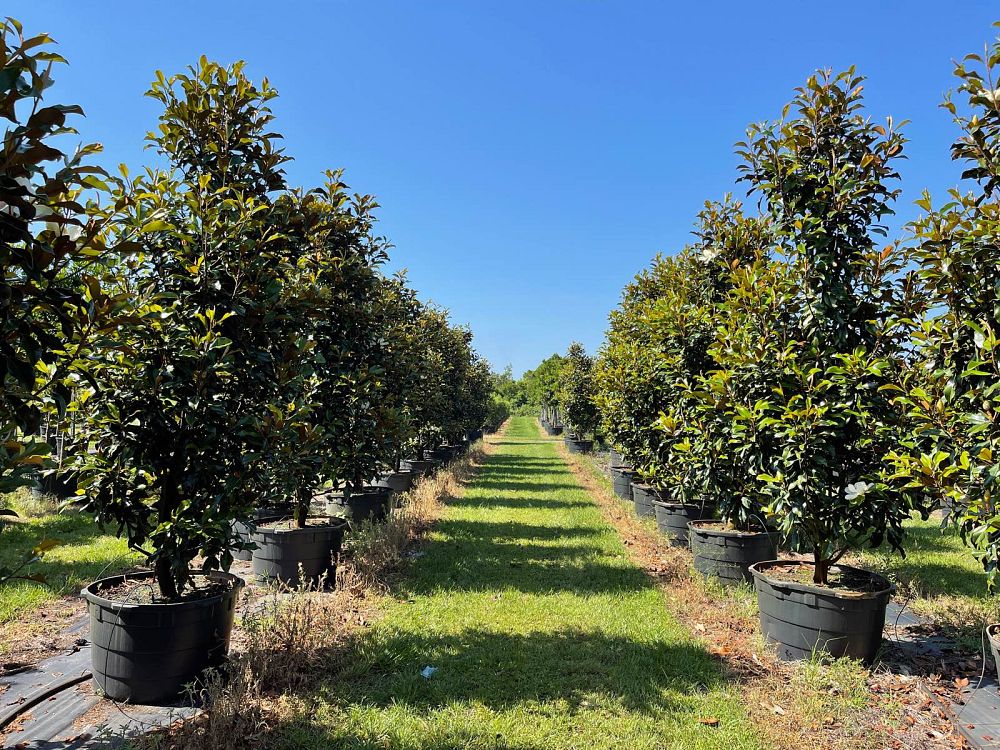 magnolia-grandiflora-bracken-s-brown-beauty-southern-magnolia