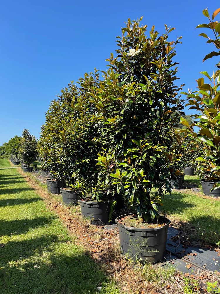 magnolia-grandiflora-bracken-s-brown-beauty-southern-magnolia